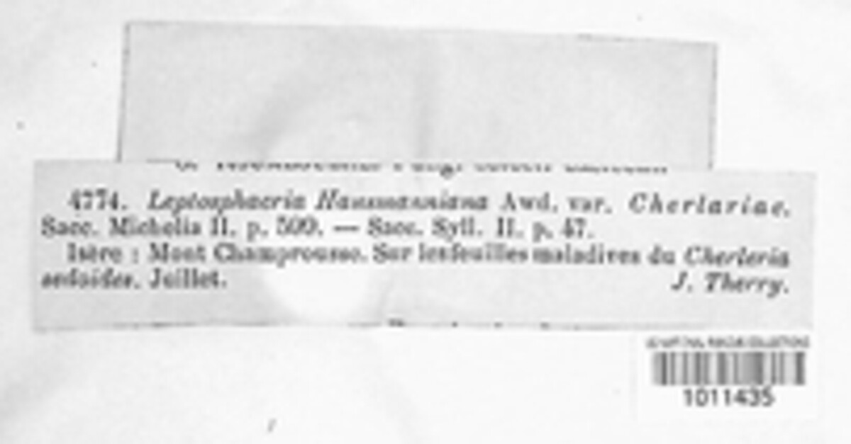 Leptosphaeria hausmanniana image